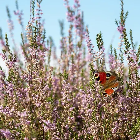 호텔 Lodges Op De Posbank 레덴
